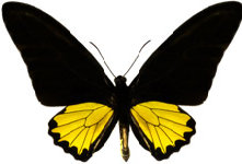 schmetterling0280116.jpg