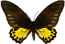 schmetterling0280117.jpg