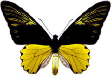 schmetterling0280118.jpg