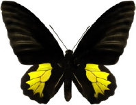 schmetterling0280119.jpg