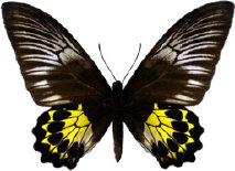 schmetterling0280120.jpg