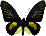 schmetterling0280121.jpg