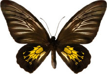 schmetterling0280122.jpg
