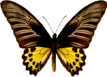 schmetterling0280123.jpg
