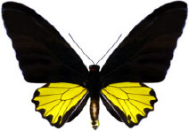 schmetterling0280124.jpg