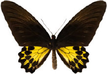 schmetterling0280126.jpg