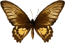 schmetterling0280127.jpg