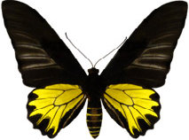 schmetterling0280128.jpg