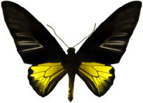 schmetterling0280129.jpg