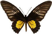 schmetterling0280130.jpg