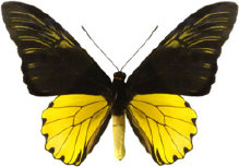 schmetterling0280131.jpg