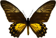 schmetterling028061.jpg