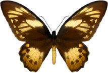 schmetterling028062.jpg