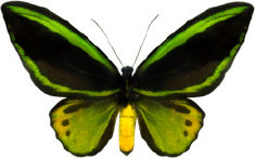schmetterling028063.jpg