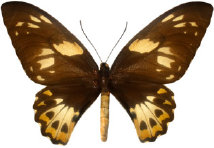schmetterling028064.jpg