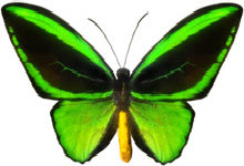 schmetterling028065.jpg