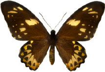 schmetterling028066.jpg