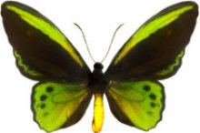 schmetterling028067.jpg