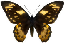 schmetterling028068.jpg