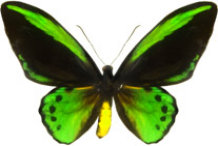 schmetterling028069.jpg