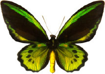 schmetterling028071.jpg
