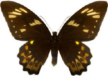 schmetterling028072.jpg