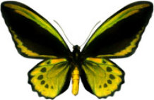schmetterling028073.jpg