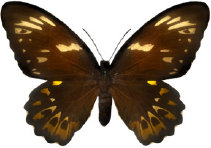 schmetterling028074.jpg