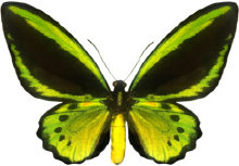 schmetterling028075.jpg