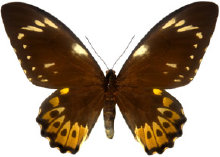 schmetterling028076.jpg