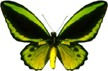 schmetterling028077.jpg