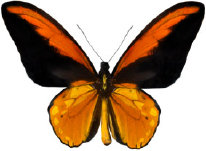 schmetterling028078.jpg