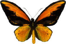 schmetterling028079.jpg