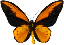 schmetterling028080.jpg