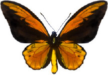 schmetterling028081.jpg