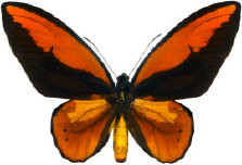 schmetterling028082.jpg