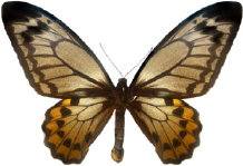 schmetterling028083.jpg