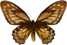 schmetterling028084.jpg