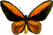 schmetterling028085.jpg