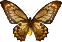 schmetterling028086.jpg