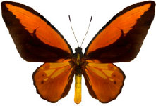 schmetterling028087.jpg