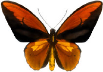 schmetterling028088.jpg