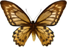 schmetterling028089.jpg