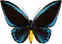 schmetterling028090.jpg