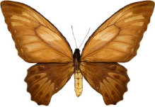 schmetterling028091.jpg