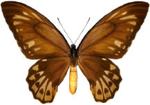 schmetterling028092.jpg