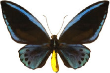 schmetterling028093.jpg
