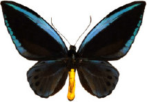 schmetterling028094.jpg