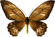 schmetterling028095.jpg