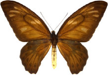 schmetterling028096.jpg